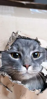 A curious grey cat peeks through a torn cardboard box.