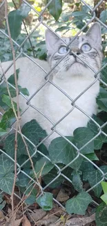 Curious blue-eyed cat sitting amid green foliage.