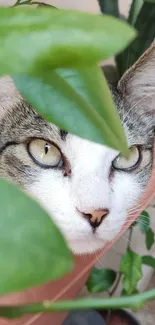 Cat peeping through green leaves, creating a captivating nature-themed wallpaper.