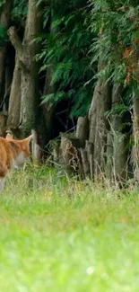 Ginger cat walking through lush greenery with forest background.