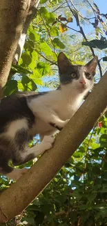 Curious cat in a sunlit green tree, ideal for nature lovers.