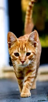 Ginger cat walking towards camera on a blurred natural background.