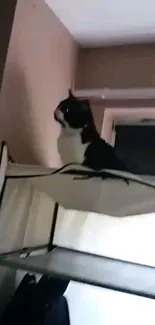 Black and white cat perched on a high shelf, casting a curious glance.