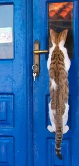 Curious cat climbing a blue door with playful curiosity.