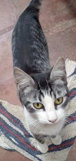 Curious cat standing on a woven striped rug.