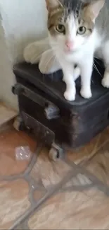 Cat with green eyes sitting on a suitcase, wooden floor.