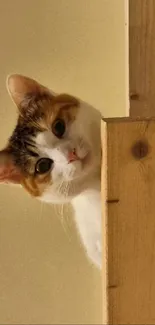 Cute cat peeking over wooden edge with natural lighting.