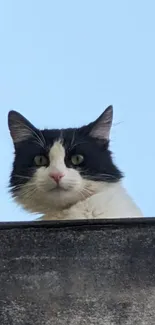 Curious cat peeking over a ledge with a clear blue sky background.