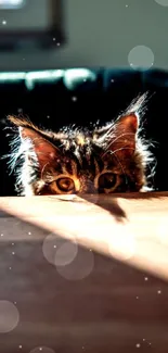 Curious cat peeking over a sunlit table.