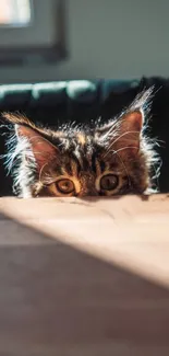 Curious cat peeking over table in warm, natural light.