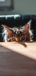 Curious cat peeking over a table in soft sunlight, creating a playful scene.