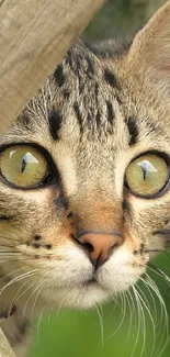 Close-up of a curious cat peeking through wooden frames, highlighting its expressive eyes.