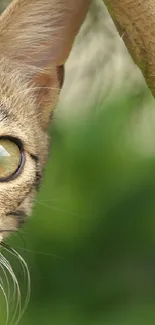 Close-up of a curious cat peeking around a tree with a green background.