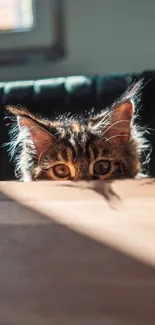 Curious cat peeking from behind a table in sunlight.