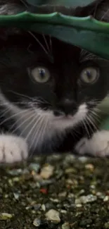 Black and white kitten peeking through green leaves.