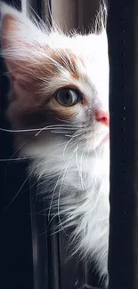 Curious cat peeks through a curtain in soft lighting.