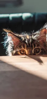 Curious cat peeking over a table in soft light.