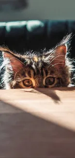 Curious cat peeking over a sunlit table.