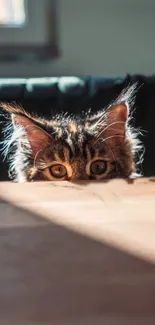 Curious cat peeking from behind a table in warm lighting.