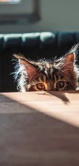 Cute cat peeking over table in sunlit room wallpaper.