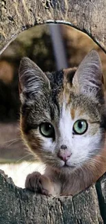 Curious cat peeks through a wooden hole with green eyes in a nature backdrop.