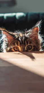 Playful cat peeking over a sunlit table in warm natural light.