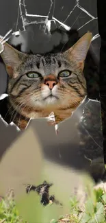 Tabby cat peering through cracked glass on a phone wallpaper.