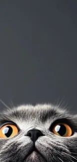 Curious cat with striking eyes in gray background.