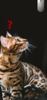 Bengal cat watching a computer mouse on a black background wallpaper.