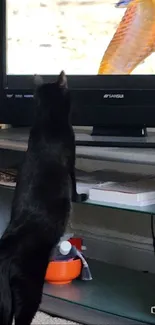 Black cat standing by TV watching a snake.