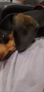 Curious dachshund dog resting on chair, close-up view.