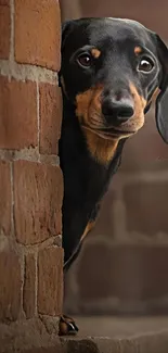 Curious dachshund peeking from behind a brick wall.