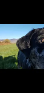 Curious dog in a green field under a blue sky.