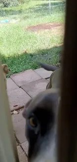 Curious dog peeking through the door with a green yard backdrop.