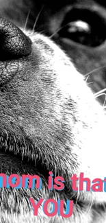 Close-up of a dog's face with pink text overlay.