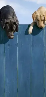 Two dogs curiously peering over a blue wooden fence.