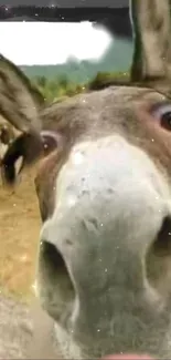 Close-up of a curious donkey in nature, perfect for mobile wallpaper.