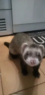 Adorable ferret exploring a kitchen floor.