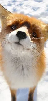 Curious red fox looking up in snowy landscape.