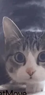 Curious gray cat with big eyes against a soft background.