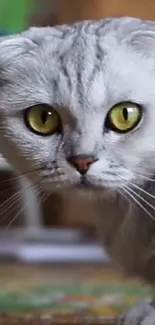 Curious grey Scottish Fold cat with striking yellow eyes.