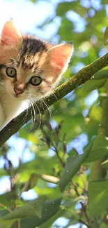 Kitten peeking from a tree with green leaves in a sunny setting.