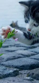 Kitten reaches towards a small flower on a stone path.