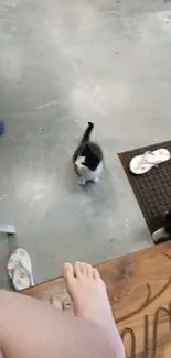 Playful black and white kitten on cozy floor.