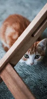 Orange kitten peeks under a wooden chair on a gray floor.