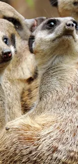 A group of curious meerkats posing for a unique mobile wallpaper.