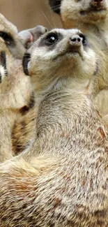 Close-up of curious meerkats huddling together.