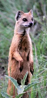 Standing mongoose in lush green grasslands, showcasing nature's wildlife.