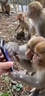 Monkeys exploring a smartphone outdoors.