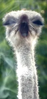 Close-up view of a curious ostrich head with a green blurred background.